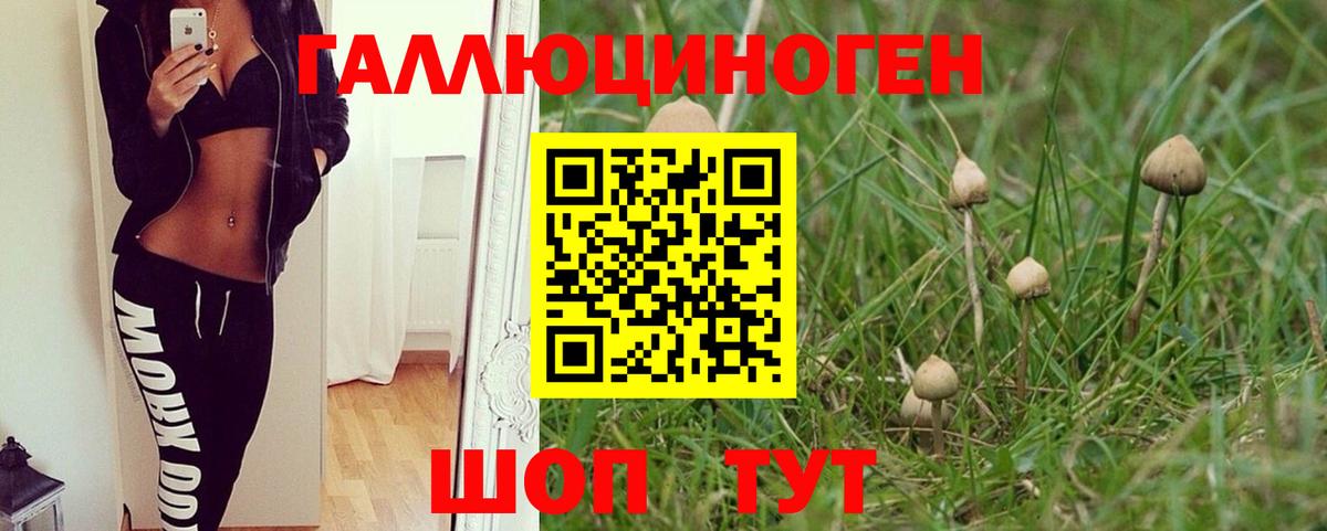 Псилоцибиновые грибы Psilocybine cubensis Киселёвск