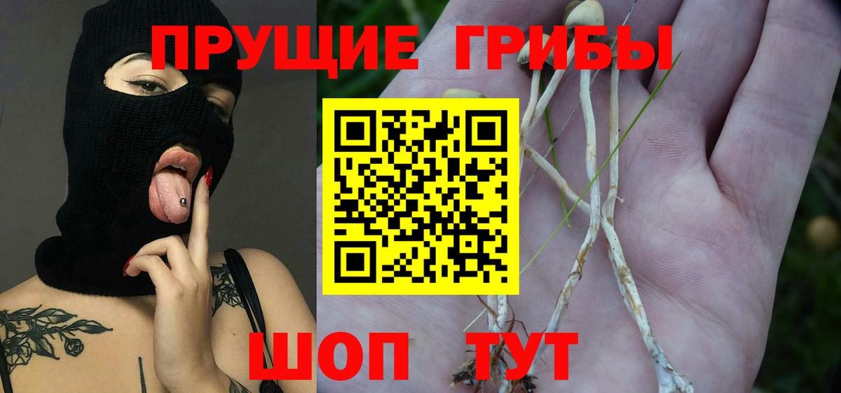 Псилоцибиновые грибы GOLDEN TEACHER  Вход с VPN  Киселёвск  Галлюциногенные грибы Psilocybe 